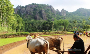 Desa wisata nglanggerann menaiki sapi yang sedang membajak sawah