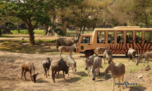 Bali Safari and Marine Park