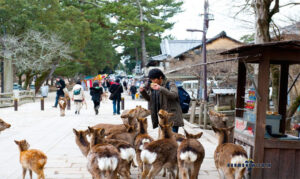 Nara Park, Nara