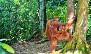 Orang Utan