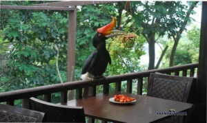 kuala lumpur bird park