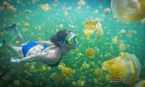 Snorkeling bersama ubur-ubur
