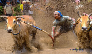 Pacu Jawi – Tanah Datar, Sumatera Barat