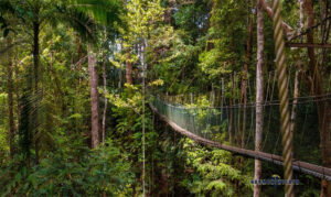 Taman Negara