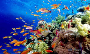 great barrier reef