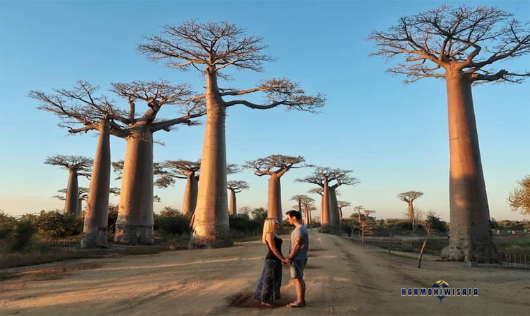 Avenue of the Baobabs