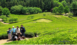 Boseong Green Tea Fields