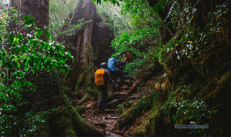 Camping Yakushima Island