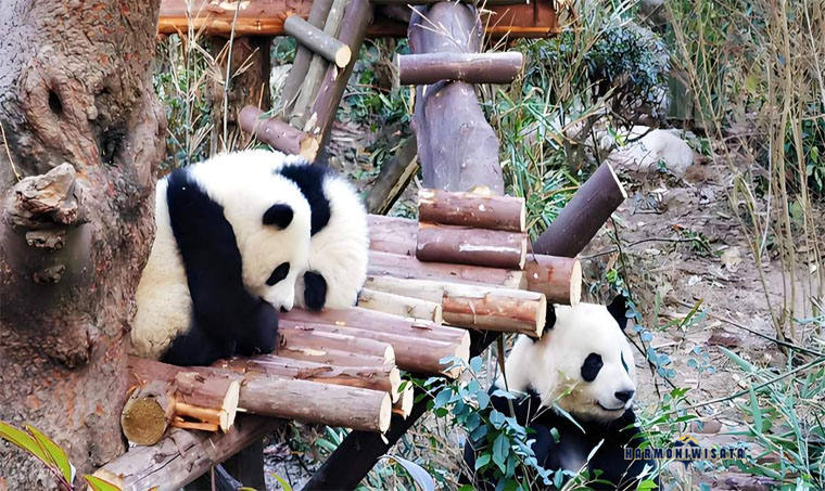 Chengdu – Pusat Konservasi Panda Raksasa