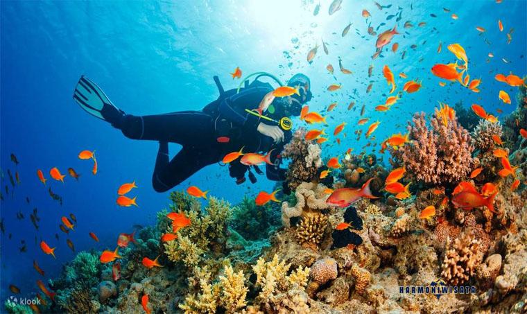 Snorkeling dan diving Maladewa