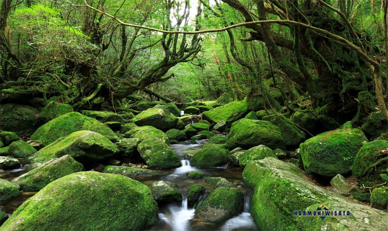 Yakushima Island
