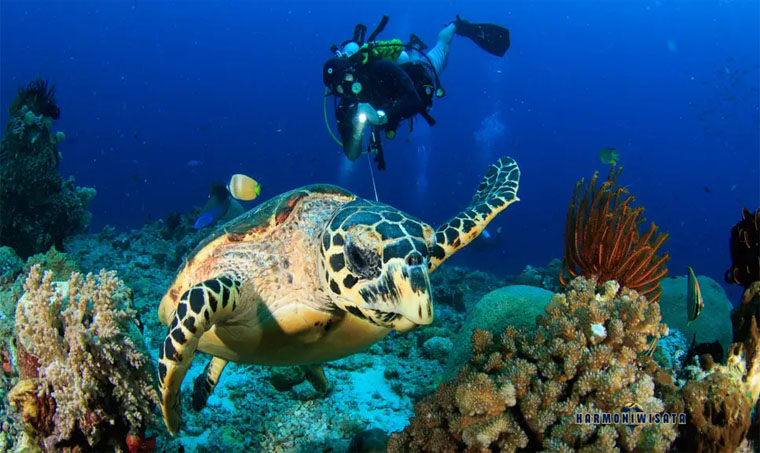 HarmoniWisata Raja Ampat Papua