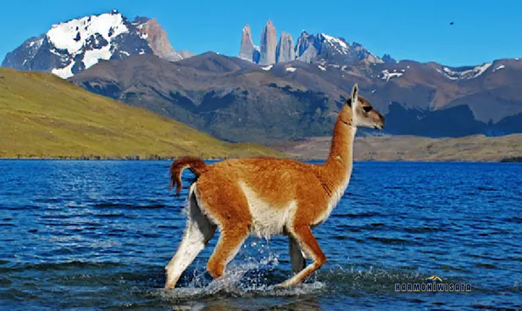 Satwa Patagonia