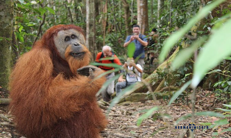 Bukit Lawang Sumut – Wisata Orangutan & Alam