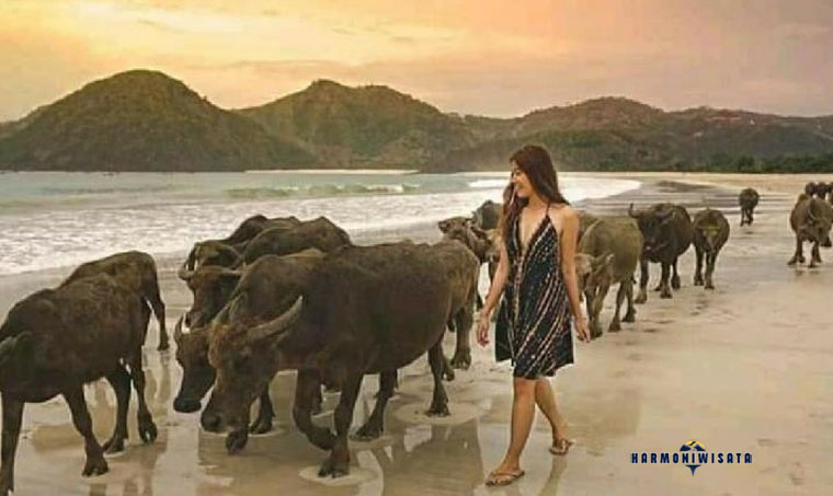 Harmoni Wisata Pantai Selong Belanak