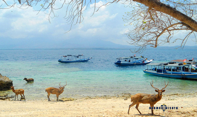 Harmoni Wisata Pulau Menjangan Bali Utara