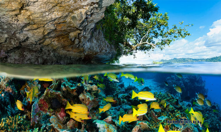 Harmoni Wisata Raja Ampat - Papua