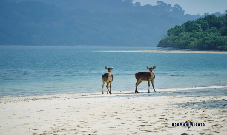 Harmoni Wisata Pulau Peucang (Ujung Kulon)