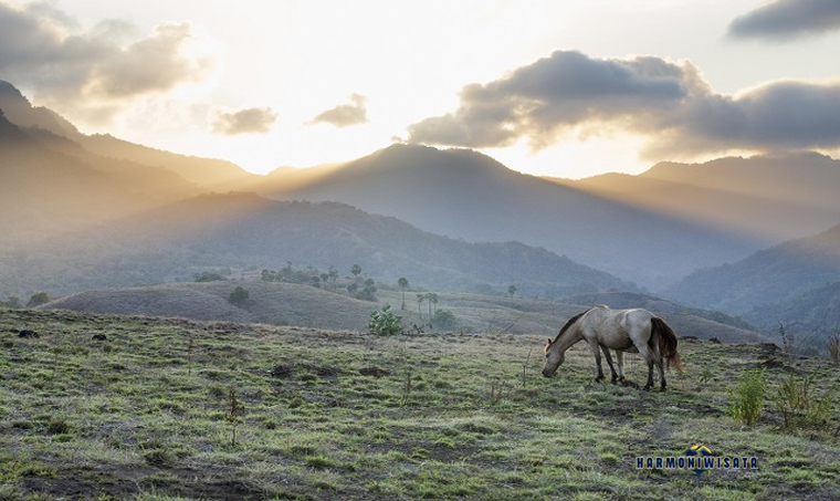 Savana Mausui NTT: Hidden Gem Padang Savana Eksotis di Pulau Timor