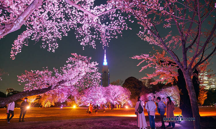 Harmoni Wisata Shinjuku Gyoen sakura