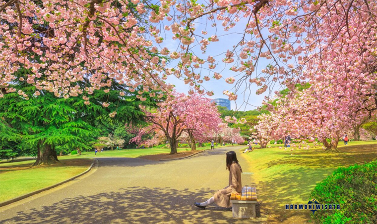 Harmoni Wisata Shinjuku Gyoen sakura