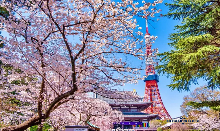 Harmoni Wisata Shinjuku Gyoen sakura