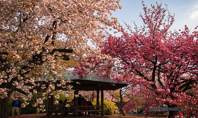 Shinjuku Gyoen Saat Sakura: Spot Hanami Paling Hits di Tokyo