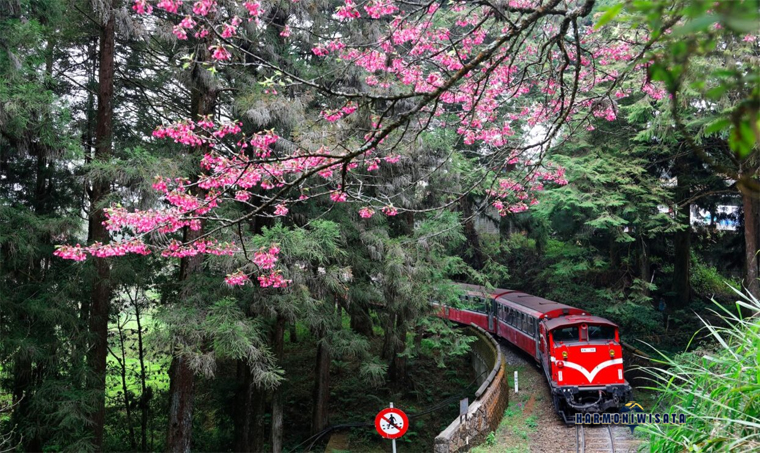 Alishan Forest Taiwan: Hidden Gem Pegunungan dengan Sunrise dan Lautan Awan