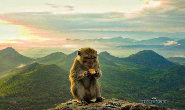 Harmoni Wisata Bukit Cumbri – Wonogiri