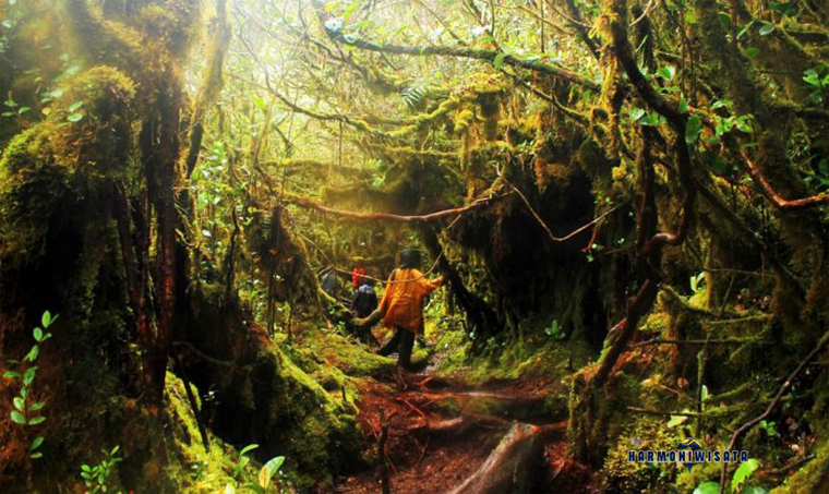 Gunung Irau Cameron Highlands: Hutan Lumut Mistis yang Jarang Diketahui