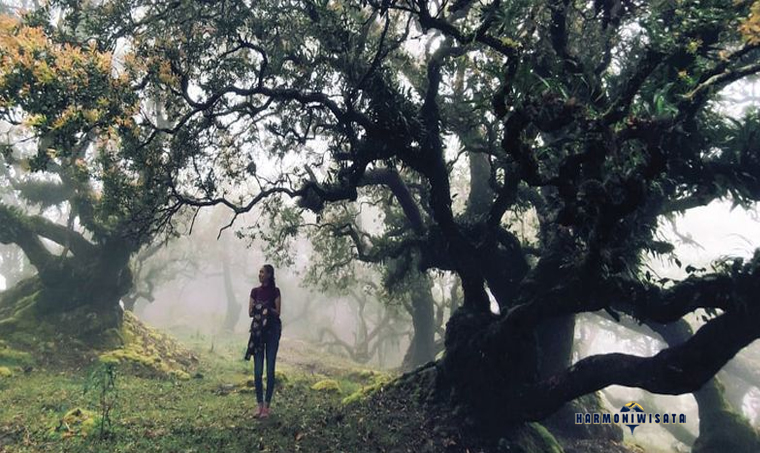 Harmoni Wisata Hutan Lumut Gunung Mutis – NTT