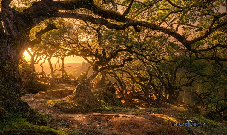 Harmoni Wisata Hutan Lumut Gunung Mutis – NTT