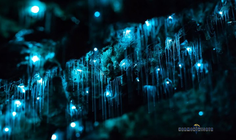 Harmoni Wisata Gua Waitomo Glowworm, Selandia Baru