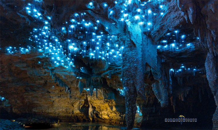 Harmoni Wisata Gua Waitomo Glowworm, Selandia Baru