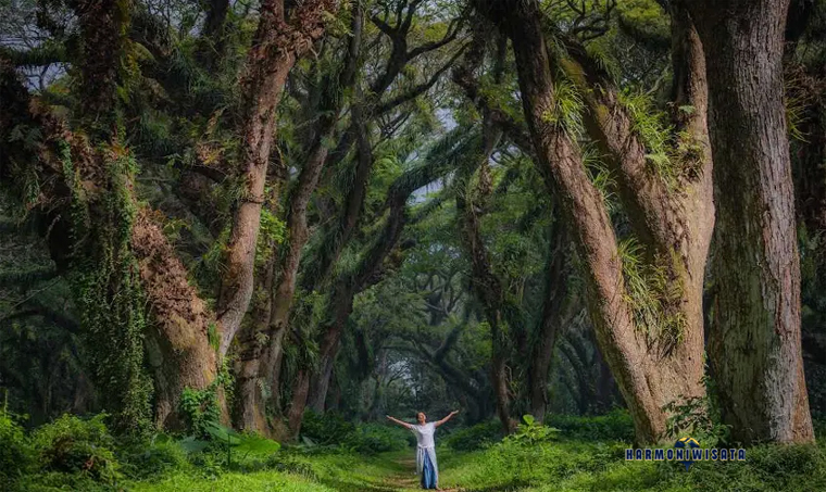 Harmoni Wisata Hutan De Djawatan, Banyuwangi