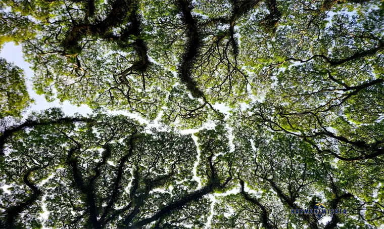 Harmoni Wisata Hutan De Djawatan, Banyuwangi