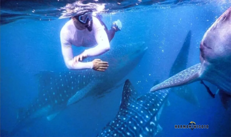 Harmoni Wisata Teluk Saleh (Spot Rahasia), Sumbawa